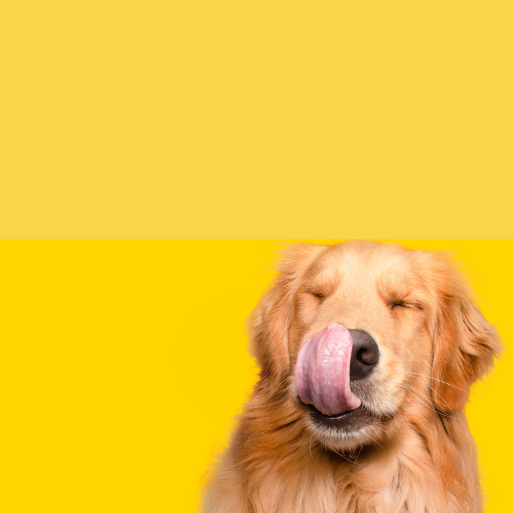 Does Your Dog Really Like That Treat? Try the 2-Bowl Test 🐶🍖