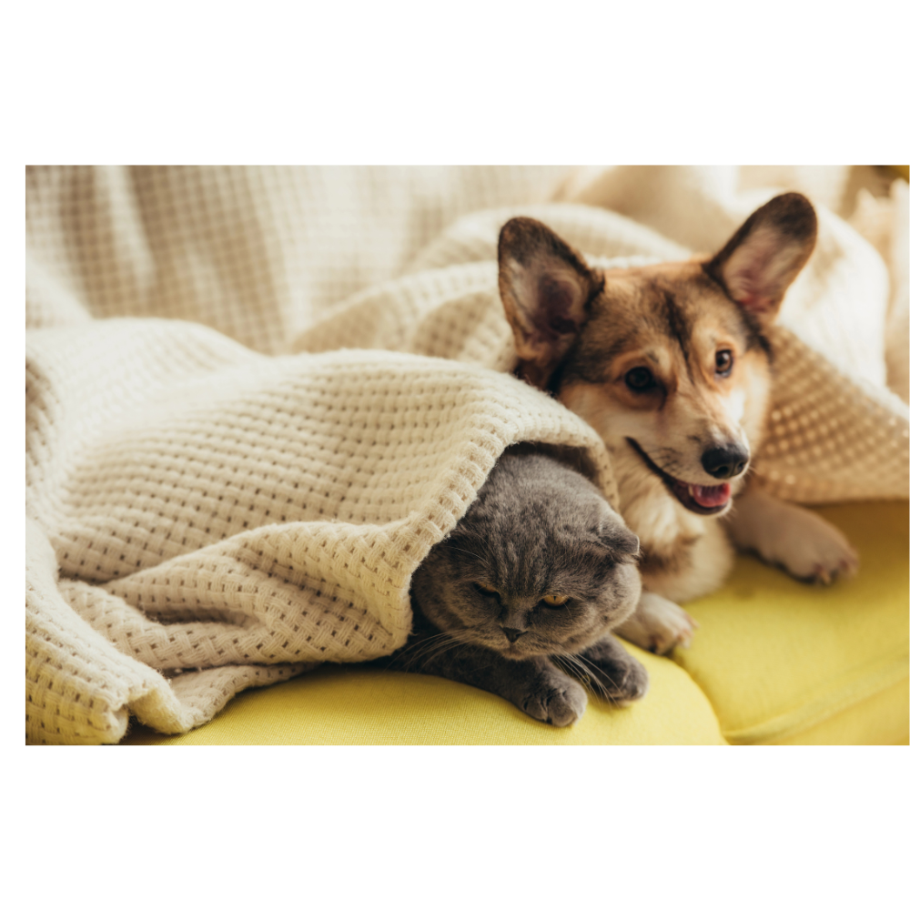 Caring for Your Senior Dog: Simple Ways to Support Their Golden Years