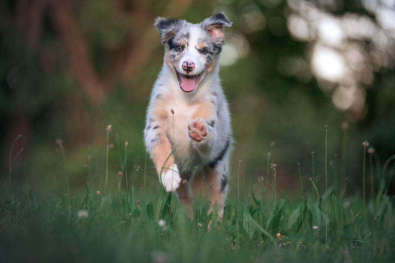 🚨 Allergy Alert: Why Single-Protein Treats are a HUGE Deal for Your Dog (and Why Pet Studio Gets It) 🦴
