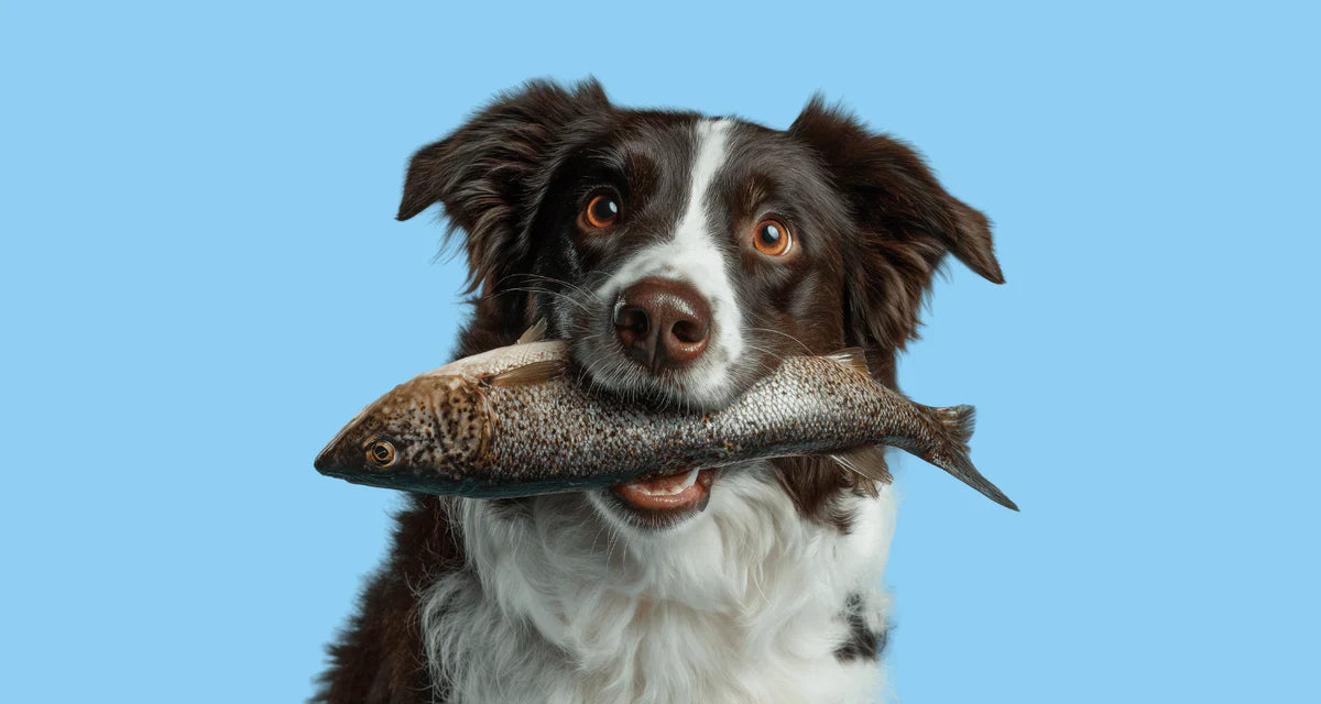 Omega-3 for Dogs: Benefits, How Much They Need, and the Best Natural Sources